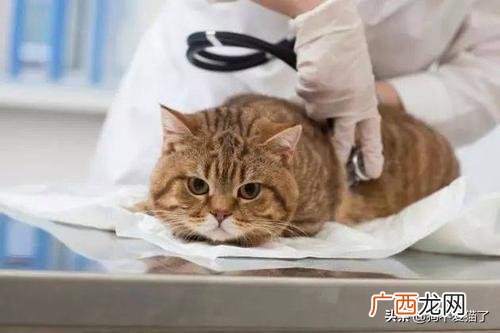 猫便秘怎么办,如何解决猫咪便秘？