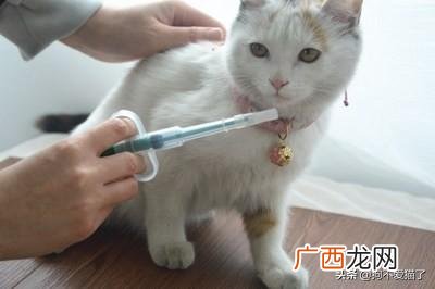 猫便秘怎么办,如何解决猫咪便秘？