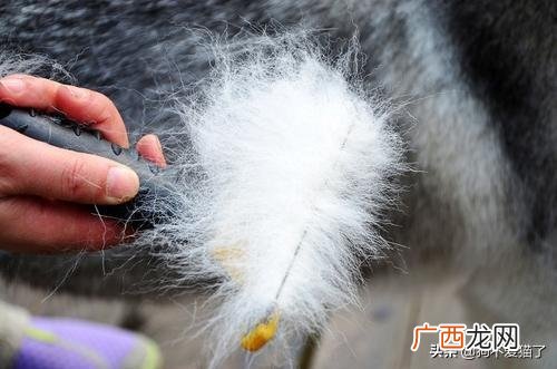 猫便秘怎么办,如何解决猫咪便秘？