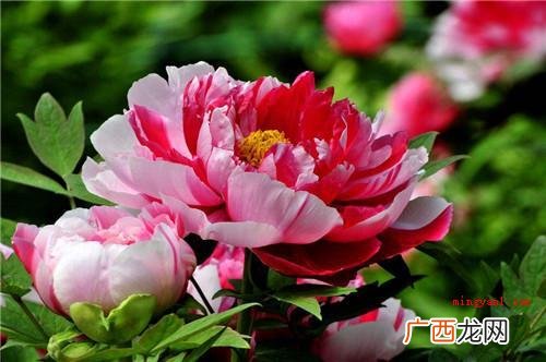 中国并未决策当代实际意义的国花 国花是什么花?