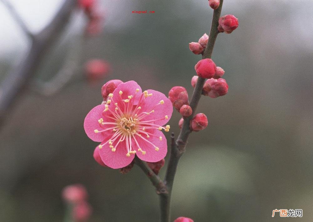 中国并未决策当代实际意义的国花 国花是什么花?