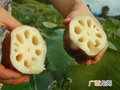 简略回应藕是莲的地下茎,也就是茎;藕,属莲科植物 藕是莲的什么部位