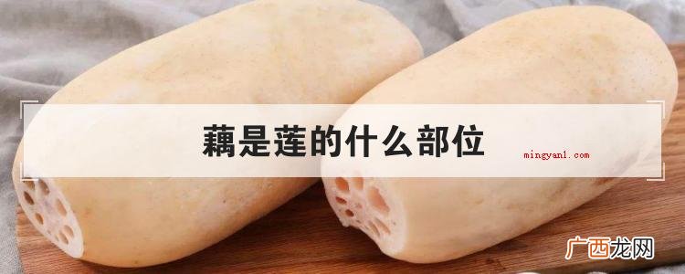 简略回应藕是莲的地下茎,也就是茎;藕,属莲科植物 藕是莲的什么部位