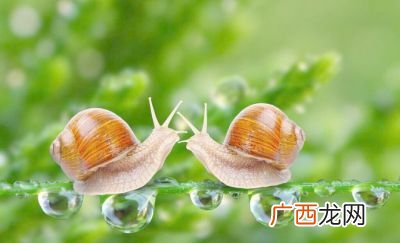 蜗牛的生活习性有哪些特点,蜗牛生长在什么环境？