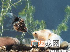 fish英语怎么读,fish和nine发音一样吗？