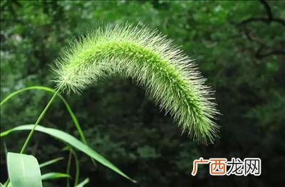 狗尾巴草和狼尾巴草有什么区别,谷子和狗尾草的区别是什么？