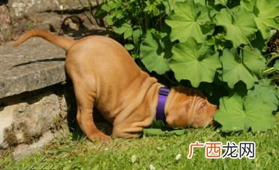 关于犬犬及其所有作品,凯多女儿喜欢路飞吗?