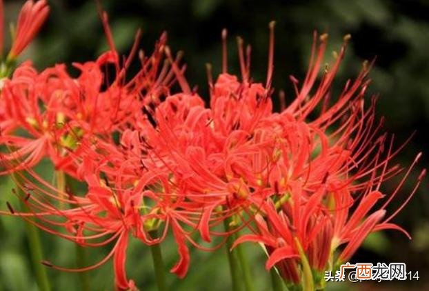 春夏秋冬各季节分别都开什么花,春夏秋冬各季节分别都开什么花？