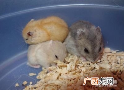 仓鼠怎么饲养,怎么延长仓鼠寿命，怎么让仓鼠活得长？