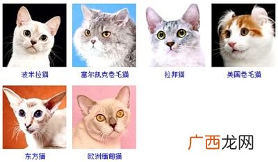 猫的所有种类,猫的品种有几种？