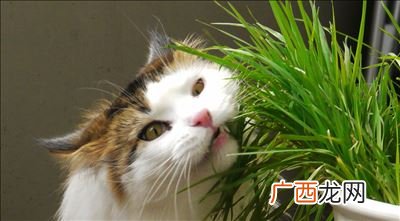 猫草是什么植物的种子,猫草是煮熟吃还是生吃？