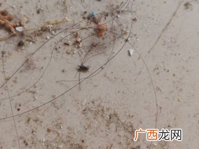 家里有会跳的小虫子是什么,家里发现这样的小虫，是肉色透明的，还会跳。请问是什么虫子？