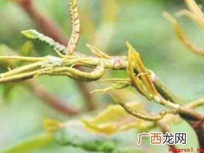 虎杖炒菜怎么吃