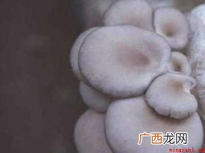 虎杖炒菜怎么吃