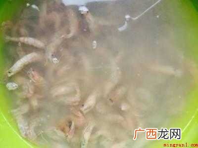 红毛虾怎么做好吃