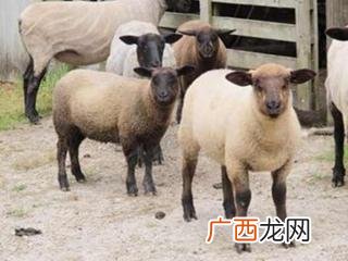 羊有几个品种,羊的品种绵羊全部品种？