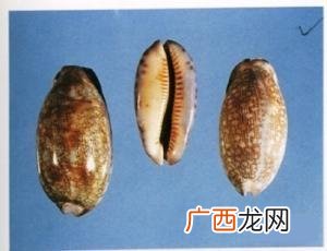 贝齿是什么,白贝齿鉴别要点是什么？