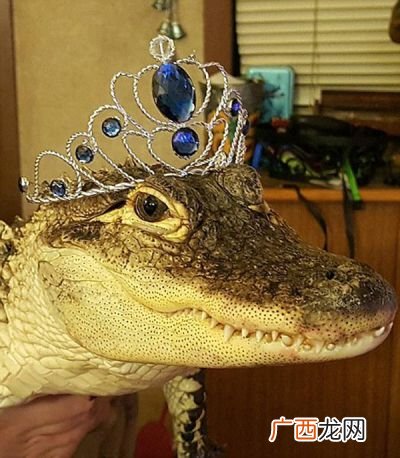能把鳄鱼当宠物养吗合法吗,家里养条鳄鱼犯法吗？