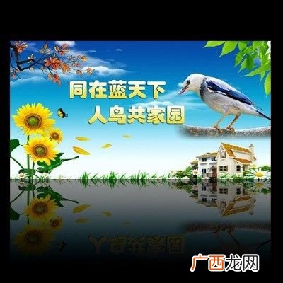 保护鸟类的宣传语有哪些,2021年10月护鸟霸气标语？