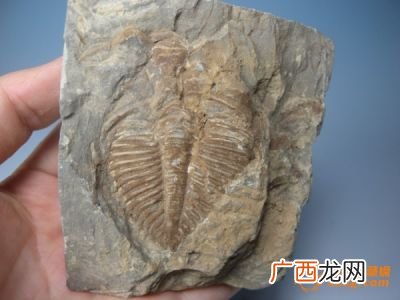 化石的种类,石头的三个种类是什么？