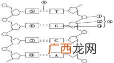 DNA聚合酶是作用于哪里,dma聚合酶主功能？