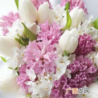 花名都有哪些,关于花的歌花名歌？
