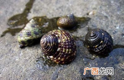 螺的种类,螺是怎样繁殖的？