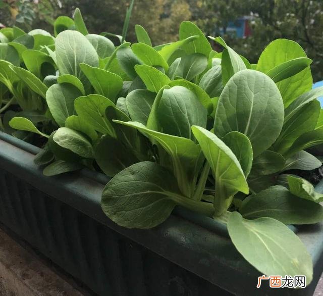 小油菜种植时间和方法,四季上海青油菜种植时间和方法？