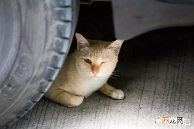 为什么马路上被压死的猫多 为什么路上撞死的猫比狗多