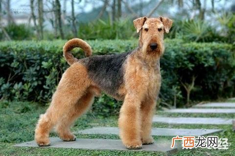 苏格兰梗犬好养吗,边牧是梗犬吗？