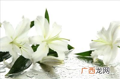 百合花花语和寓意是什么,关于百合花的花语和名言？