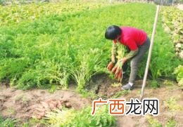 胡萝卜种植时间和方法,种植胡萝卜六步骤？