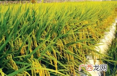 水稻的种类,世界出名水稻排名前十？