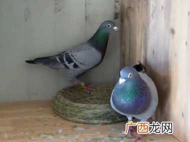 请问家里养鸽子好吗,白鸽可以养吗?