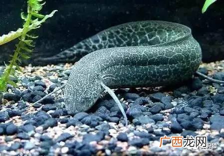 非洲肺鱼饲养方法,非洲肺鱼的繁殖能力与繁殖数量？