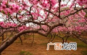 桃花心木生长在那里,《桃花心木》的作者是我国什么著名外家？