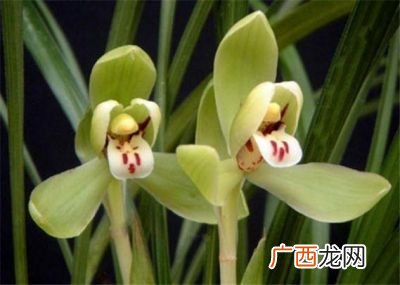 兰花的老八种是哪哪八种,春兰贺神梅优缺点？