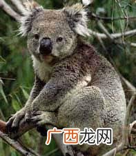 海狸的英文加拿大的代表性动物,canada国家代表动物是什么？