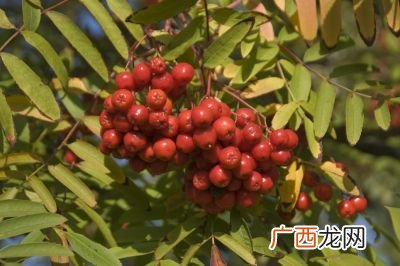 苹婆树种植几年才会结果,凤眼果扦插几年结果？