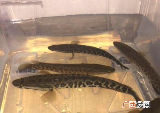 黑鱼和巴沙鱼营养价值区别 黑鱼和巴沙鱼的区别