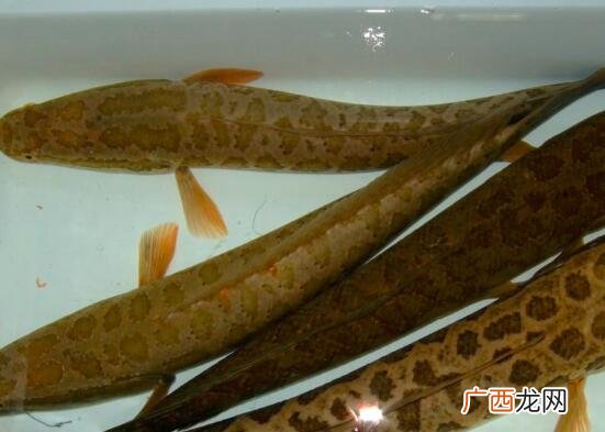 黑鱼和财鱼的区别有哪些
