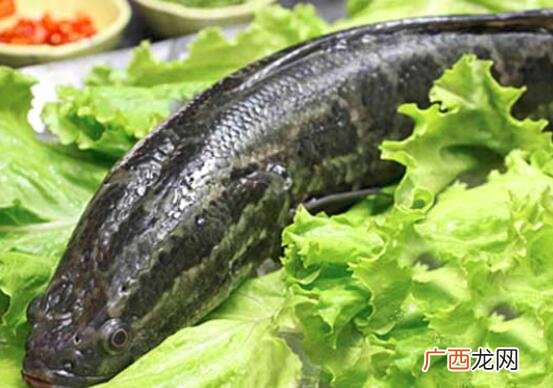 黑鱼和鲑鱼的区别