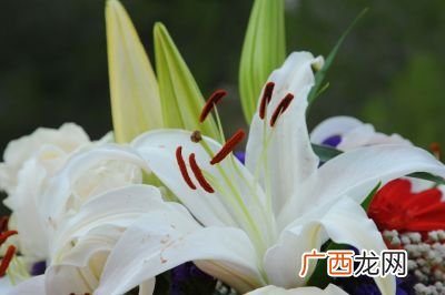 怎样描写百合花,百合花的词语？