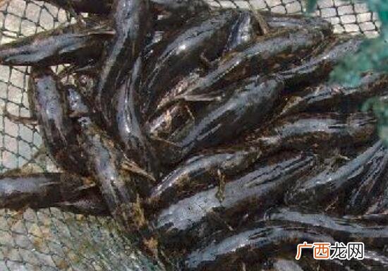 黑鱼和马鲛鱼有什么不同 黑鱼和马鲛鱼的区别