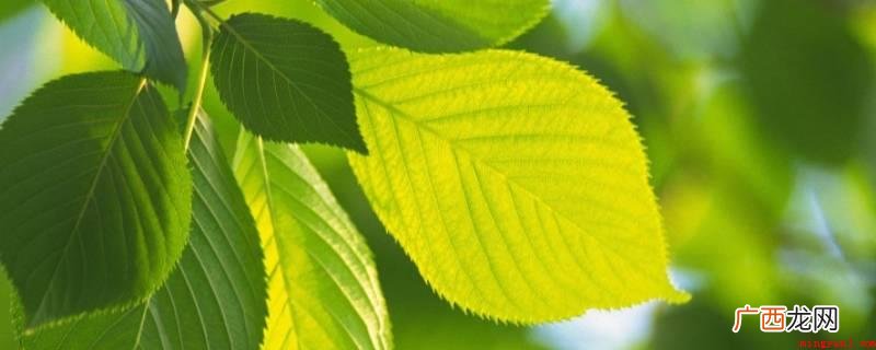 枸杞叶茶的制作方法 树叶可以用来做什么