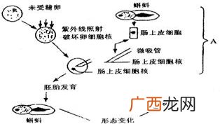 细胞学说是关于什么的学说,细胞学说的概念？