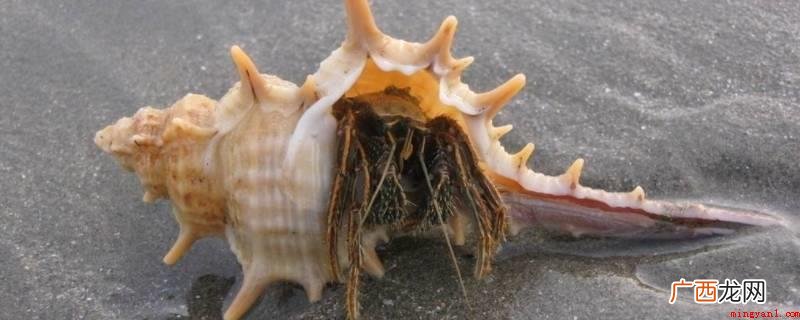 躲在珍珠贝里的是寄居蟹 躲在贝壳里的是什么蟹