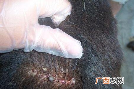 虱子是怎么来的,屋子里有虱子是哪里来的？
