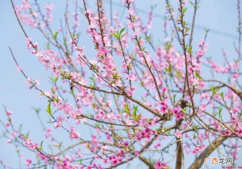 3月开什么花 花朵欣赏价值高 3月开什么花