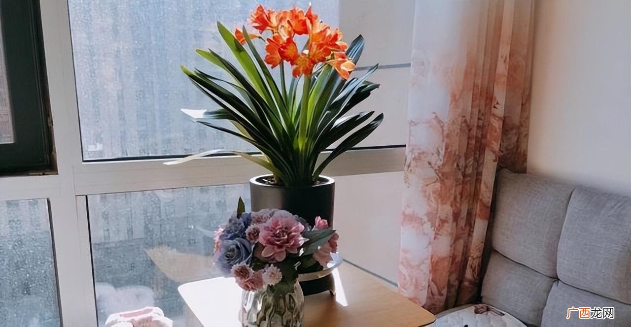 这几种花，养在家里不吉利 十大不吉利花有哪些